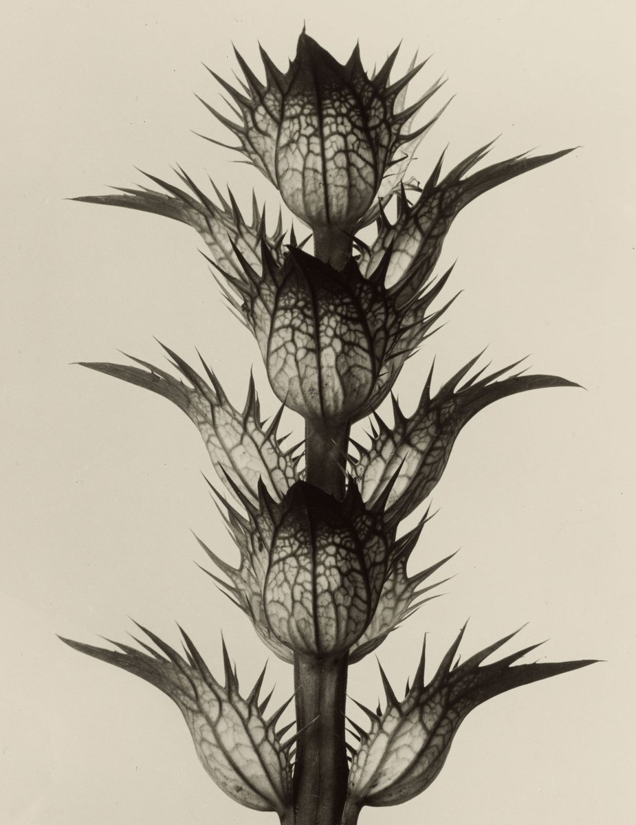 Karl Blossfeldt Acanthus mollis (Soft Acanthus, Bears Breeches. Bracteoles with the Flowers Removed, Enlarged 4 Times) 1898–1928