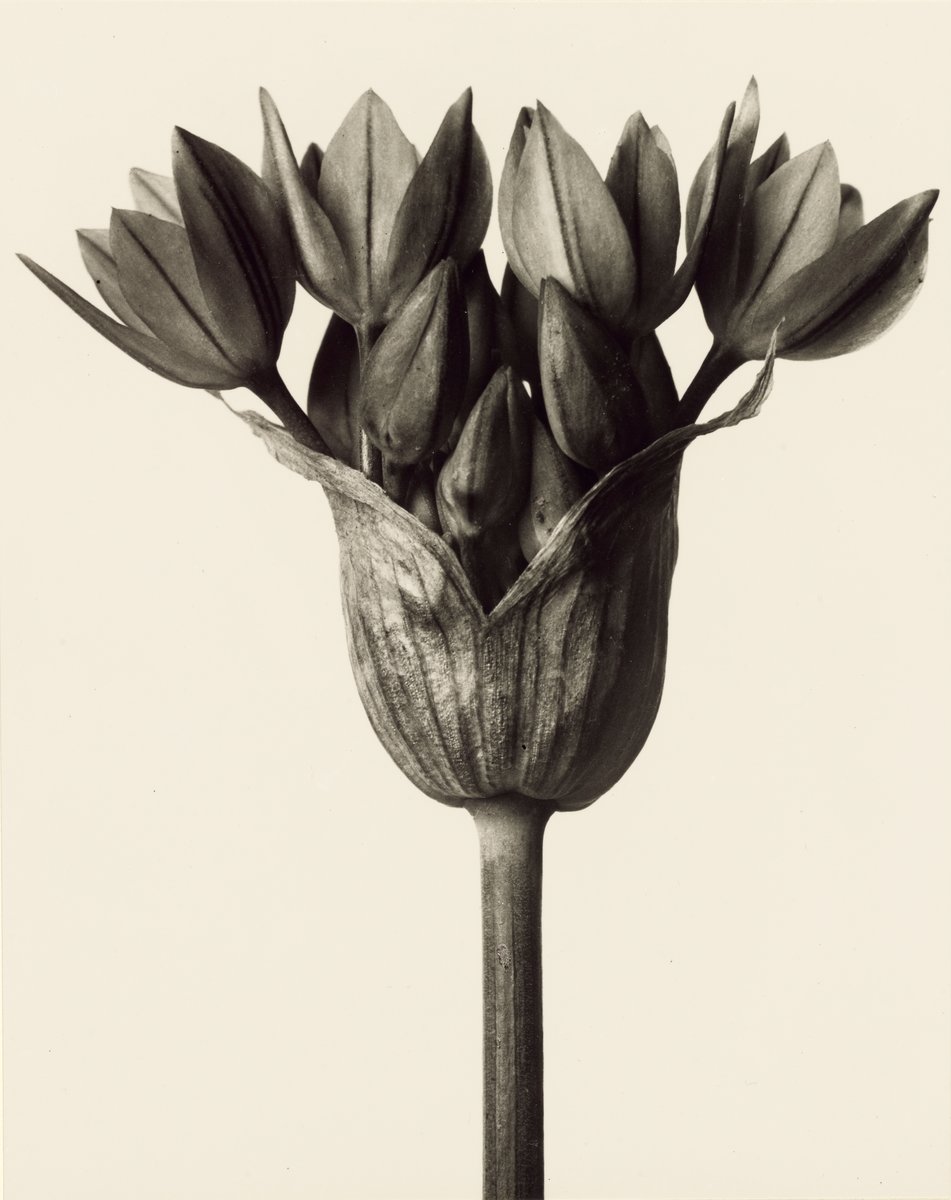 Karl Blossfeldt- Allium ostrowskianum, Knoblauchpflanze (Gelatin silver print 25.9 × 20.4 cm)