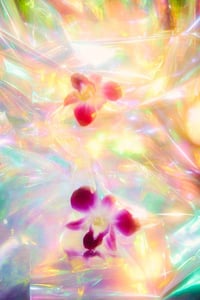 orchid